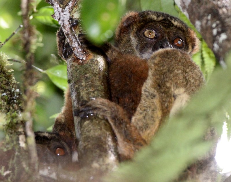 PRIMATE - LEMUR - AVAHI LANIGER - EASTERN AVAHI - MANTADIA NATIONAL PARK MADAGASCAR (3).JPG