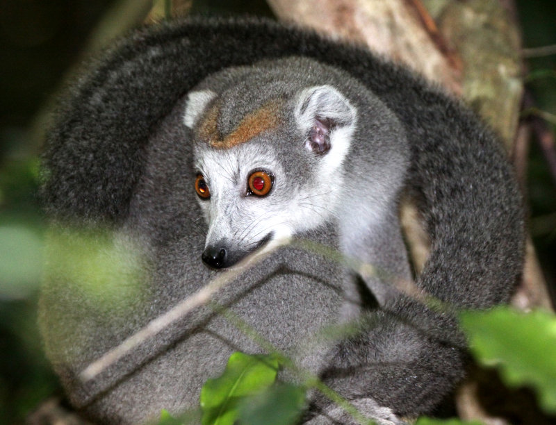 PRIMATE - LEMUR - EULEMUR CORONATUS - CROWNED LEMUR - ANKARANA NATIONAL PARK MADAGASCAR (43).JPG