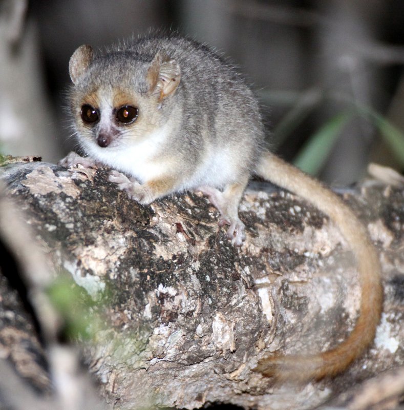 PRIMATE - LEMUR - MICROCEBUS GRISEORUFUS - GREY-BROWN MOUSE LEMUR - BERENTY RESERVE MADAGASCAR (39).JPG