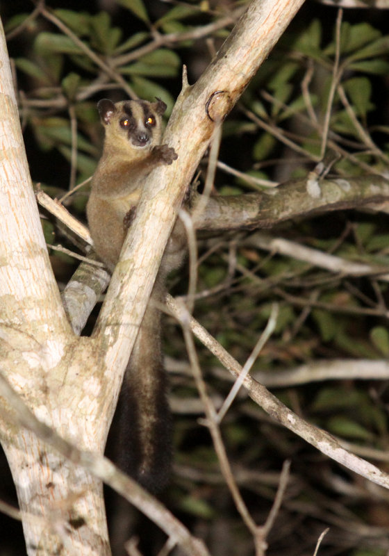 PRIMATE - LEMUR - PHANER FURCIFER PALLESCENS - PALE FORK-MARKED LEMUR - KIRINDY NATIONAL PARK - MADAGASCAR (9).JPG