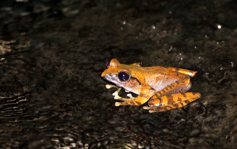 AMPHIBIAN - BOOPHIS BRACHYCHIR - BOOPHINAE - MANTELLIDAE - MONTAGNE DAMBRE NATIONAL PARK MADAGASCAR (3).JPG