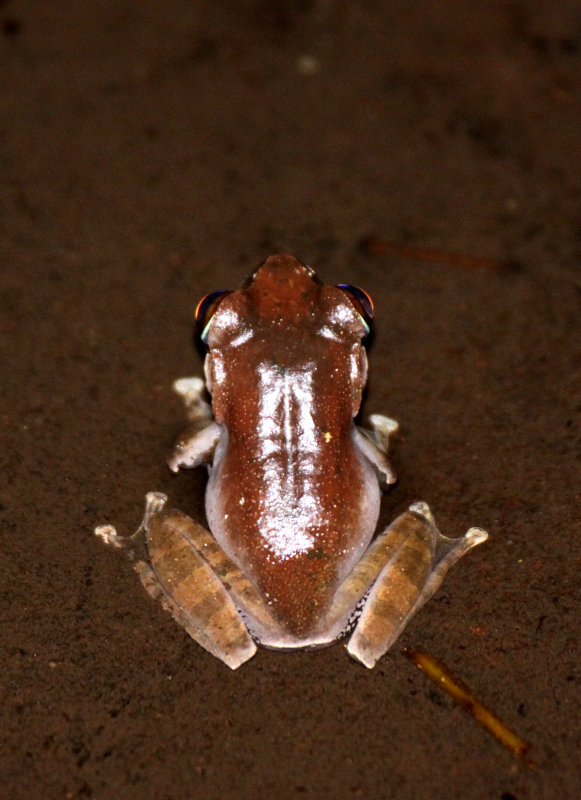 AMPHIBIAN - BOOPHIS BRACHYCHIR - BOOPHINAE - MANTELLIDAE - MONTAGNE DAMBRE NATIONAL PARK MADAGASCAR (5).JPG