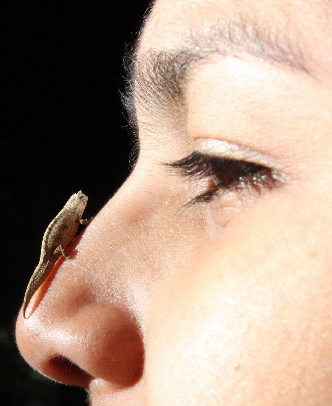 REPTILE - CHAMELEON - BROOKESIA TUBERCULATA - DAMBRE NATIONAL PARK  - WORLDS SMALLEST SPECIES (13).JPG