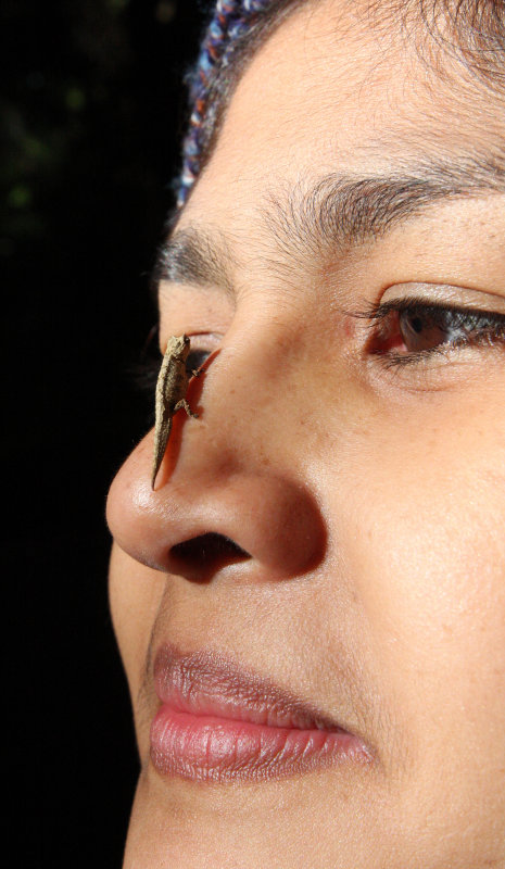 REPTILE - CHAMELEON - BROOKESIA TUBERCULATA - DAMBRE NATIONAL PARK  - WORLDS SMALLEST SPECIES (14).JPG