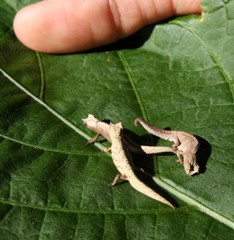 REPTILE - CHAMELEON - BROOKESIA TUBERCULATA - DAMBRE NATIONAL PARK  - WORLDS SMALLEST SPECIES (20).JPG