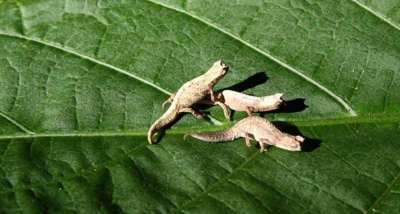 REPTILE - CHAMELEON - BROOKESIA TUBERCULATA - DAMBRE NATIONAL PARK  - WORLDS SMALLEST SPECIES (25).JPG