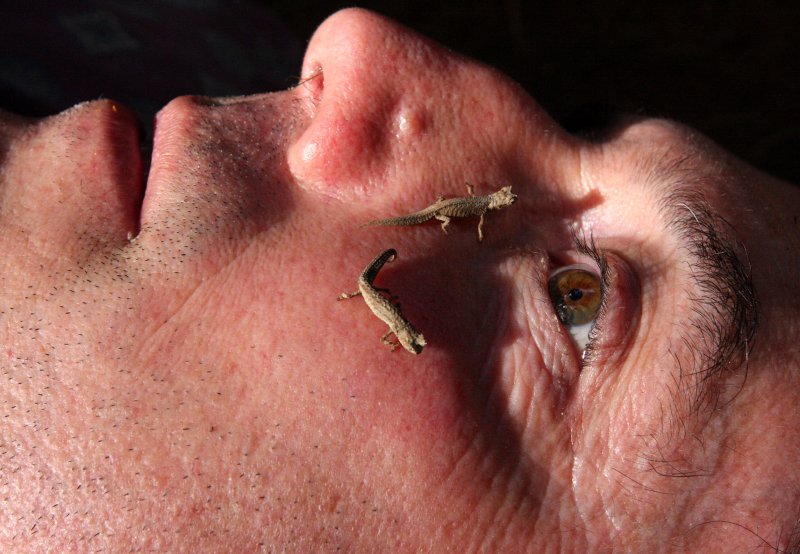 REPTILE - CHAMELEON - BROOKESIA TUBERCULATA - DAMBRE NATIONAL PARK  - WORLDS SMALLEST SPECIES (33).JPG