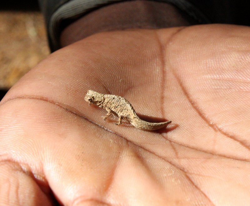 REPTILE - CHAMELEON - BROOKESIA TUBERCULATA - DAMBRE NATIONAL PARK  - WORLDS SMALLEST SPECIES (9).JPG