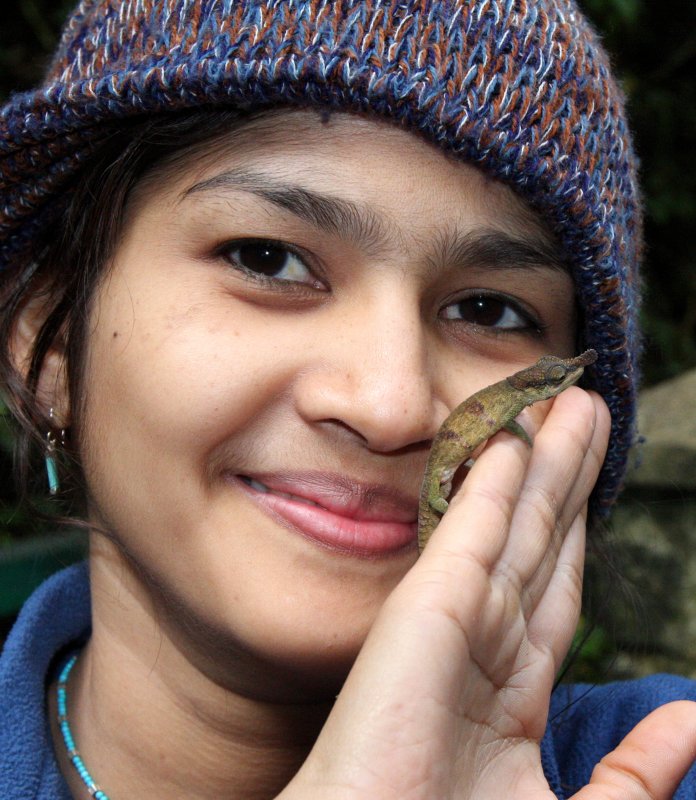 REPTILE - CHAMELEON - CALUMMA BOETTGERI - BLUE-NOSED CHAMELEON -  MONTAGNE DAMBRE NATIONAL PARK (19).JPG