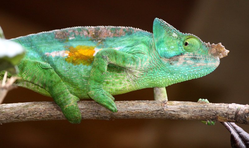 REPTILE - CHAMELEON - CALUMMA PARSONII - PARSONS CHAMELEON -  MANTADIA NATIONAL PARK MADAGASCAR (17).JPG