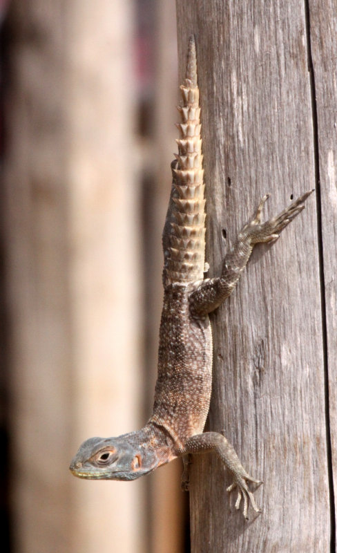 REPTILE - LIZARD - OPLURUS CYCLURUS - MADAGASCAR IGUANID - KIRINDY NATIONAL PARK - MADAGASCAR (4).JPG