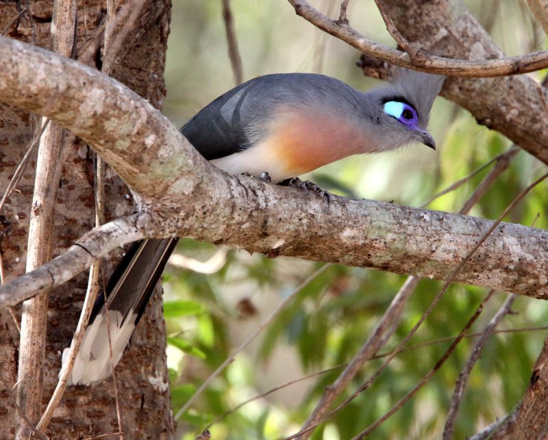BIRD - COUA - CRESTED COUA - COUA CRISTATA - KIRINDY NATIONAL PARK - MADAGASCAR (8).JPG