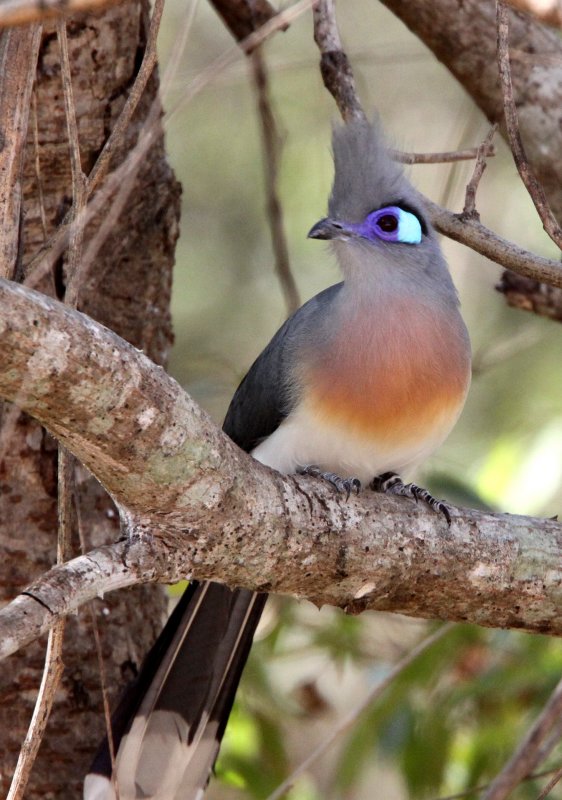 BIRD - COUA - CRESTED COUA - COUA CRISTATA - KIRINDY NATIONAL PARK - MADAGASCAR (9).JPG
