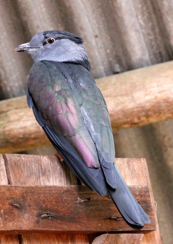 BIRD - CUCKOO-ROLLER - MADAGASCAR CUCKOO ROLLER - LEPTOSOMUS DISCOLOR - ANDISABE NATIONAL PARK MADAGASCAR.JPG