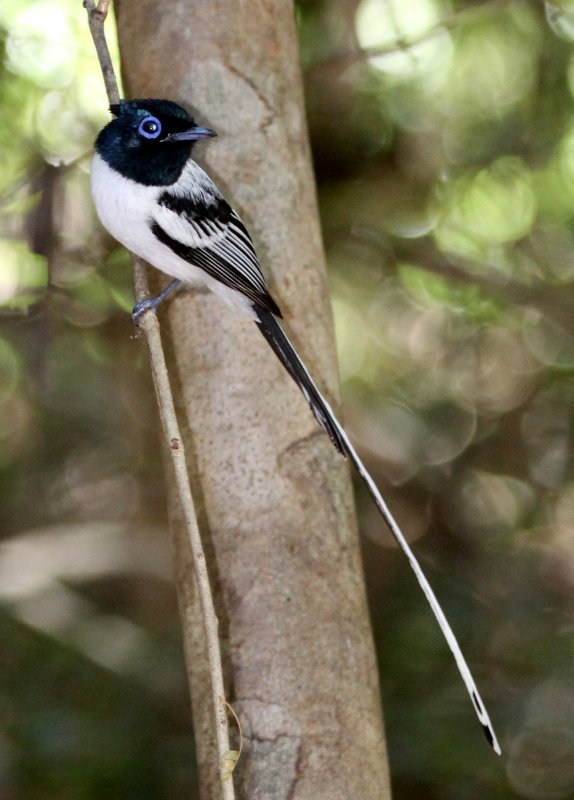 BIRD - FLYCATCHER - MADAGASCAR PARADISE FLYCATCHER - ANKARANA NATIONAL PARK MADAGASCAR.JPG