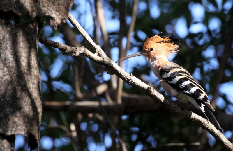 BIRD - HOOPOE - MADAGASCAR HOOPOE - UPUPU MARGINATA - ANKARANA NATIONAL PARK MADAGASCAR (16).JPG