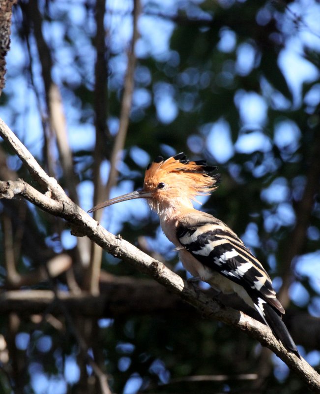 BIRD - HOOPOE - MADAGASCAR HOOPOE - UPUPU MARGINATA - ANKARANA NATIONAL PARK MADAGASCAR (17).JPG