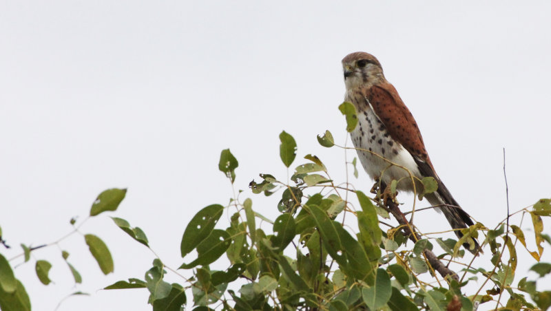 BIRD - KESTREL - MADAGASCAR KESTREL - FALCO NEWTONI - MORONDAVA MADAGASCAR (5).JPG