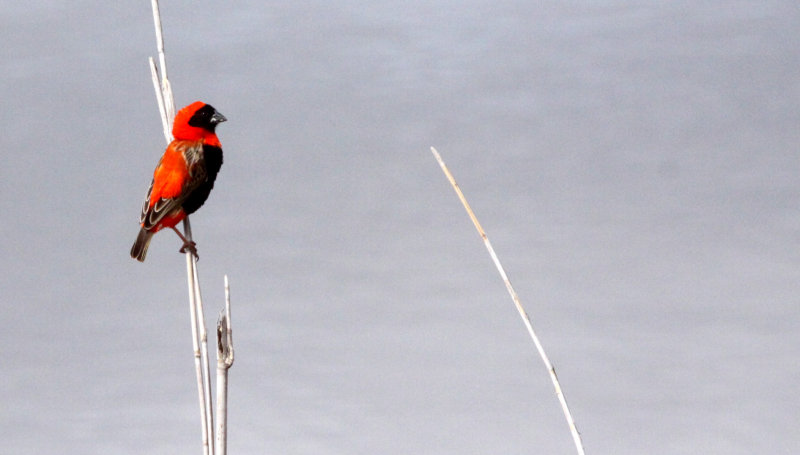 BIRD - BISHOP - SOUTHERN RED BISHOP - DE HOOP RESERVE SOUTH AFRICA (7).JPG