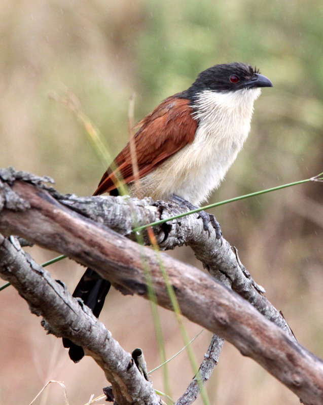 BIRD - COUCAL - BURCHELLS COUCAL - CENTROPUS BURCHELLI - SAINT LUCIA NATURE RESERVES SOUTH AFRICA (5).JPG