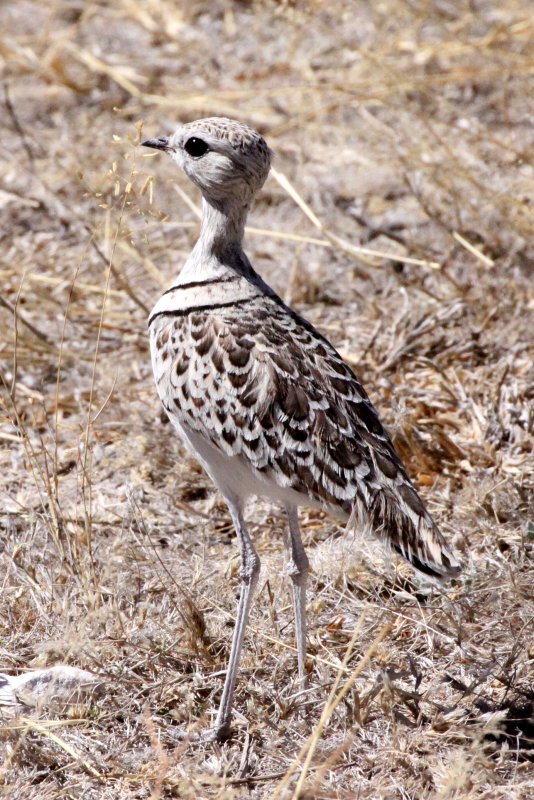 BIRD - COURSER - DOUBLE-BANDED COURSER - RHINOPTILUS AFRICANUS - ETOSHA NATIONAL PARK NAMIBIA.JPG