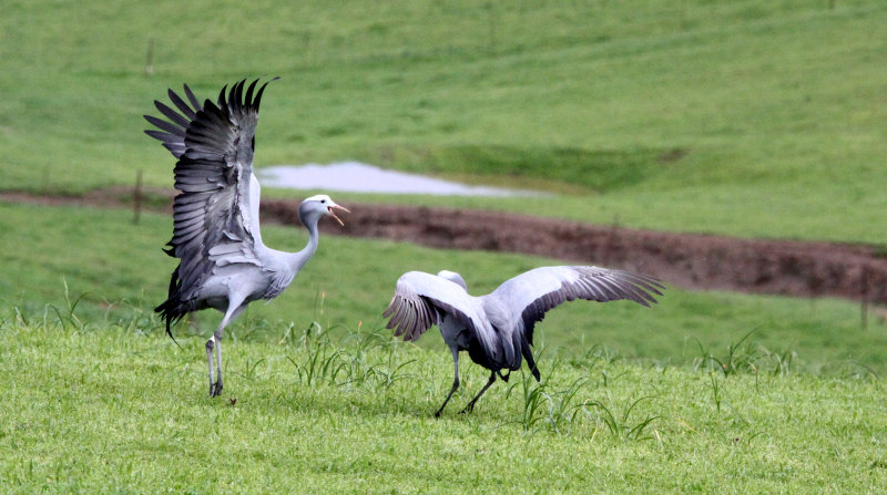 BIRD - CRANE - BLUE CRANE - GARDEN ROUTE SOUTH AFRICA (67).JPG