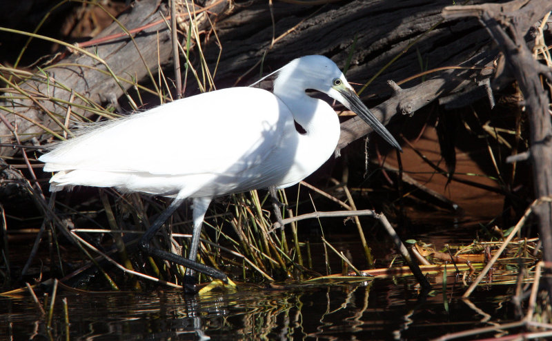 BIRD - EGRET - LITTLE EGRET - CHOBE NATIONAL PARK BOTSWANA (8).JPG