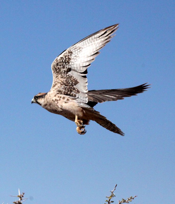 BIRD - FALCON - LANNER FALCON - FALCO BIARMICUS - ETOSHA NATIONAL PARK NAMIBIA (5).JPG