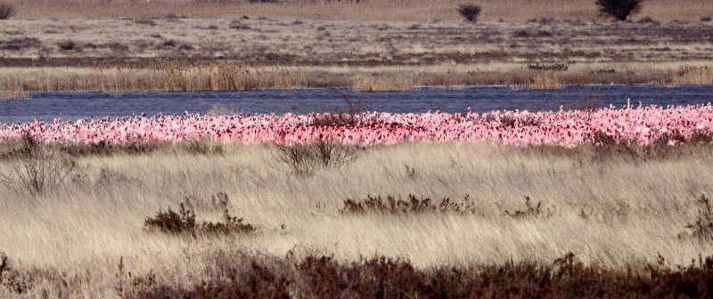 BIRD - FLAMINGO - LESSER FLAMINGO -  KIMBERLY SOUTH AFRICA (9).JPG