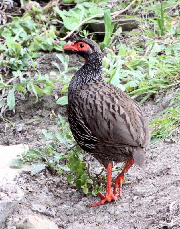 BIRD - FRANCOLIN - RED-NECKED FRANCOLIN OR SPURFOWL - PTERNISTES AFER - TSITSIKAMMA NATIONAL PARK SOUTH AFRICA.JPG