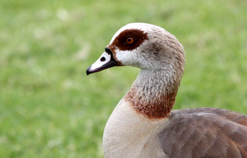 BIRD - GOOSE - EGYPTIAN GOOSE - CAPE TOWN ARBORETUM SOUTH AFRICA.JPG