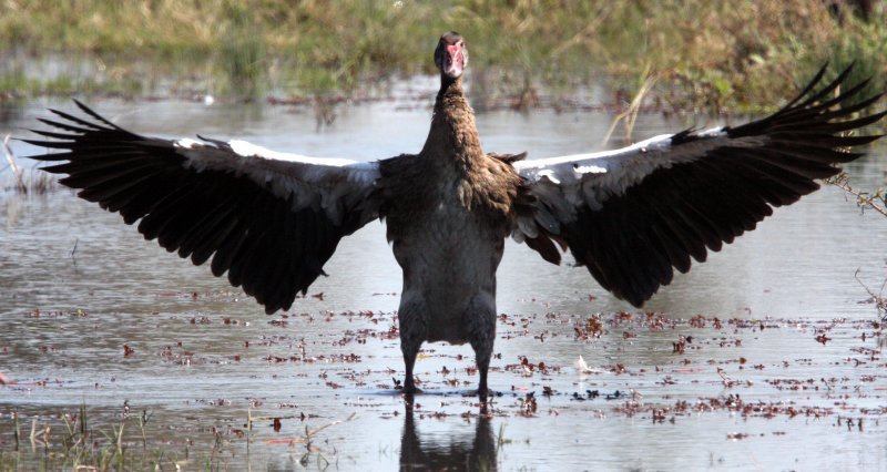 BIRD - GOOSE - SPUR-WINGED GOOSE - PLECTROPTERUS GAMBENSIS - KHWAI CAMP OKAVANGO BOTSWANA (6).JPG