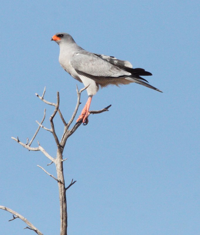 BIRD - GOSHAWK - SOUTHERN PALE CHANTING GOSHAWK - MELIERAX CANORUS - KGALAGADI NATIONAL PARK RSA (5).JPG