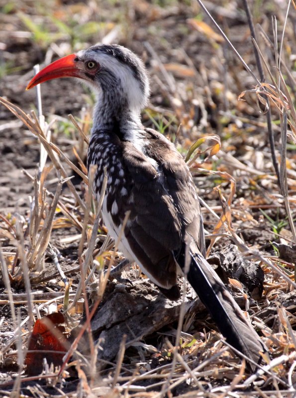 BIRD - HORNBILL - RED-BILLED HORNBILL - TOCKUS ERYTHRORHYNCHUS - KRUGER NATIONAL PARK SOUTH AFRICA.JPG