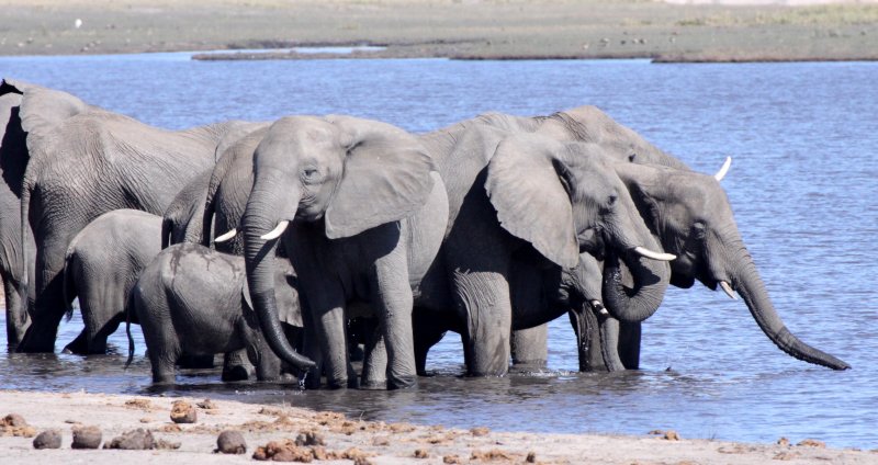 ELEPHANT - AFRICAN ELEPHANT - CHOBE NATIONAL PARK BOTSWANA (7).JPG