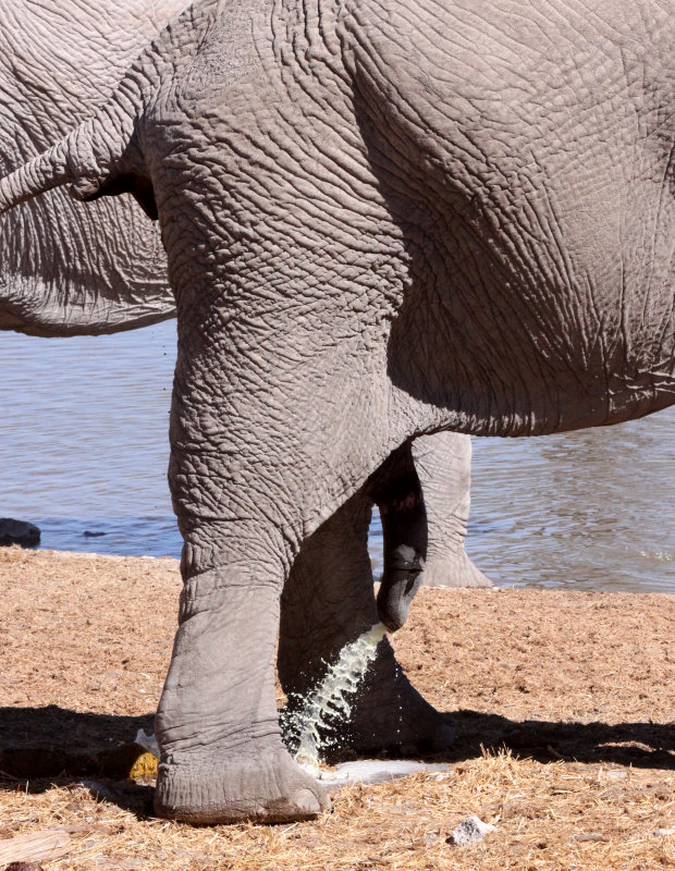 ELEPHANT - AFRICAN ELEPHANT - ETOSHA NATIONAL PARK NAMIBIA (131).JPG