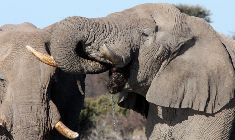 ELEPHANT - AFRICAN ELEPHANT - ETOSHA NATIONAL PARK NAMIBIA (61).JPG