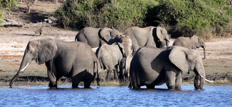 ELEPHANT - AFRICAN ELEPHANT - FROLICKING IN THE CHOBE RIVER - CHOBE NATIONAL PARK BOTSWANA (40).JPG