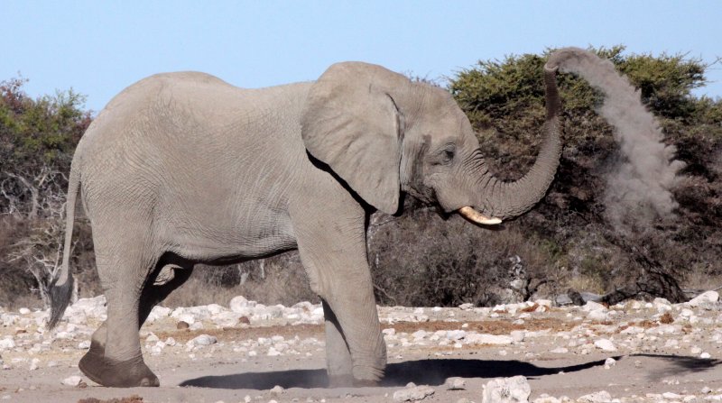 ELEPHANT - AFRICAN ELEPHANT - WHITE DESERT FORM - ETOSHA NATIONAL PARK NAMIBIA (50).JPG