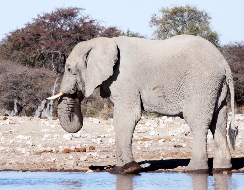 ELEPHANT - AFRICAN ELEPHANT - WHITE DESERT FORM - ETOSHA NATIONAL PARK NAMIBIA.JPG