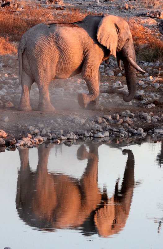 ELEPHANT - AFRICAN ELEPHANT - WHITE VARIETY - ETOSHA NATIONAL PARK NAMIBIA (49).JPG