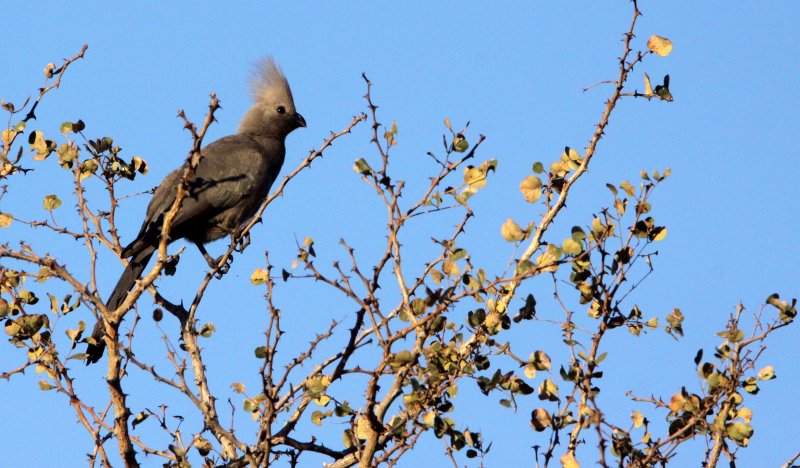BIRD - LOURIE - GREY GO-AWAY-BIRD OR LOURIE - CORYTHAIXOIDES CONCOLOR - KRUGER NATIONAL PARK SOUTH AFRICA (2).JPG