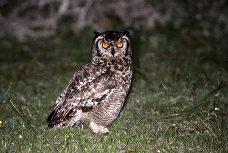 BIRD - OWL - EAGLE OWL - CAPE EAGLE OWL - BUBO CAPENSIS - DE HOOP RESERVE SOUTH AFRICA (5).JPG