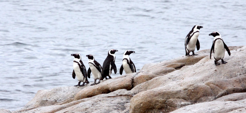 BIRD - PENGUIN - JACKASS OR AFRICAN PENGUIN - SIMONS TOWN TABLE MOUNTAIN - SOUTH AFRICA (4).JPG