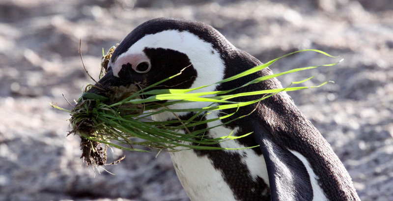 BIRD - PENGUIN - JACKASS OR AFRICAN PENGUIN - SIMONS TOWN TABLE MOUNTAIN - SOUTH AFRICA (67).JPG