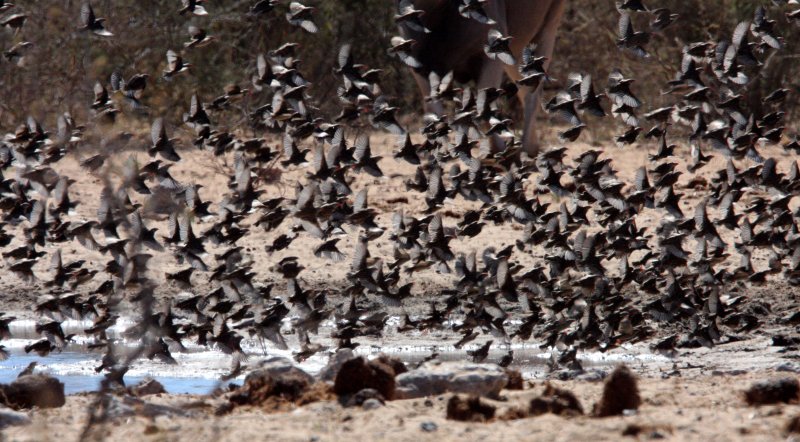 BIRD - QUELEA - RED-BILLED QUELEA - MIXED FLOCK - ETOSHA NATIONAL PARK NAMIBIA (8).JPG