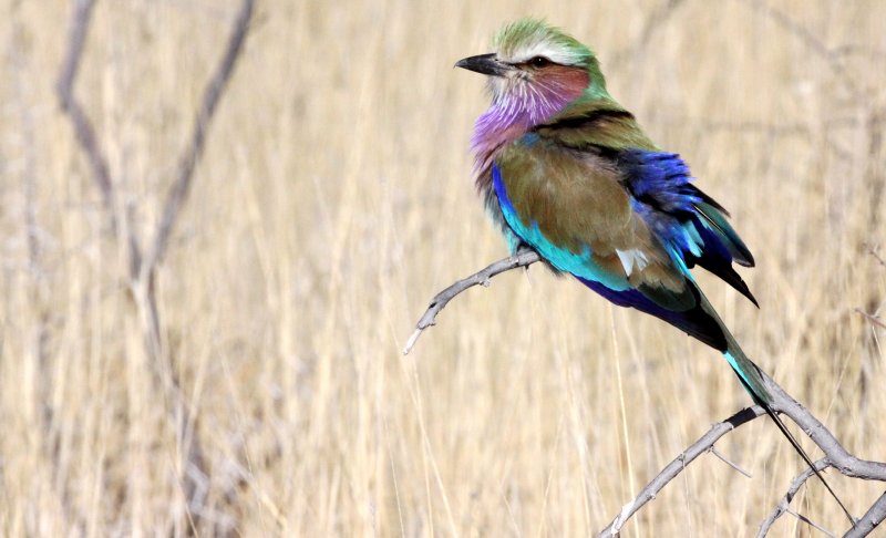 BIRD - ROLLER - LILAC-BREASTED ROLLER - ETOSHA NATIONAL PARK NAMIBIA (6).JPG