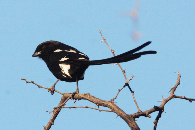 BIRD - SHRIKE - AFRICAN LONG-TAILED SHRIKE - KHWAI CAMP OKAVANGO BOTSWANA.JPG