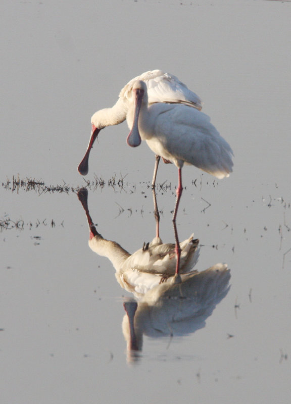 BIRD - SPOONBILL - AFRICAN SPOONBILL - CHOBE NATIONAL PARK BOTSWANA (5).JPG