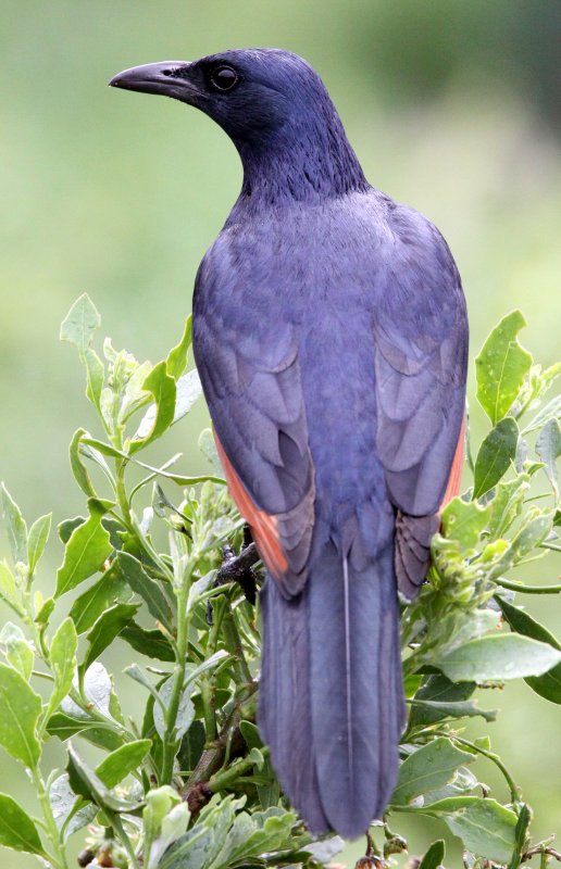 BIRD - STARLING - RED-WINGED STARLING - ONYCHOGNATHUS - MORIO - SIMONS TOWN TABLE MOUNTAIN - SOUTH AFRICA.JPG